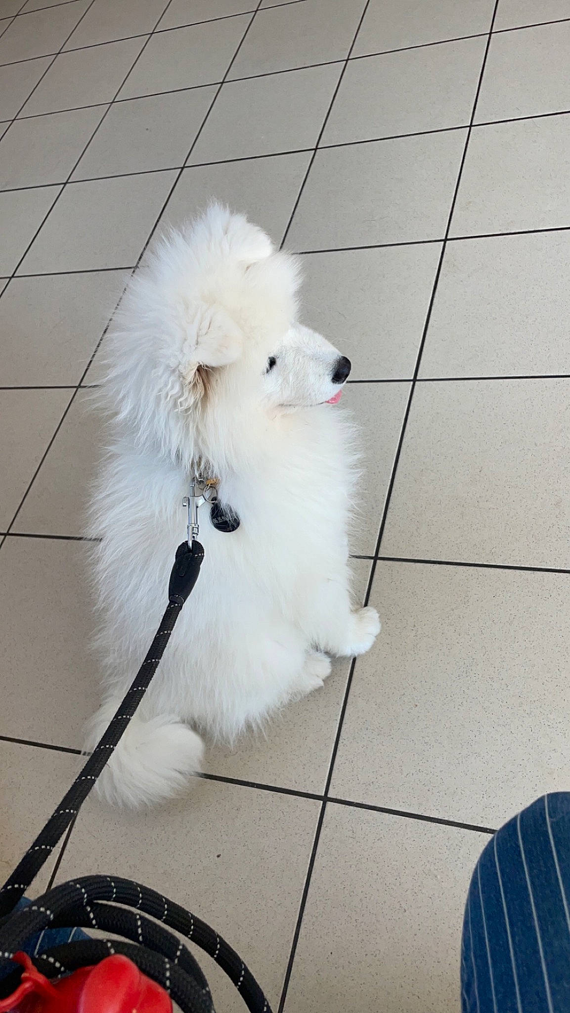 Bella a rejoint le concours — aidez-le/la à gagner de superbes lots ! canidae, carnivore, collar, companion_dog, dog, dog_breed, dog_supply, fashion_accessory, floor, flooring, fur, leash, non_sporting_group, small_terrier, snout, sporting_group, tail, toy_dog, white, working_animal