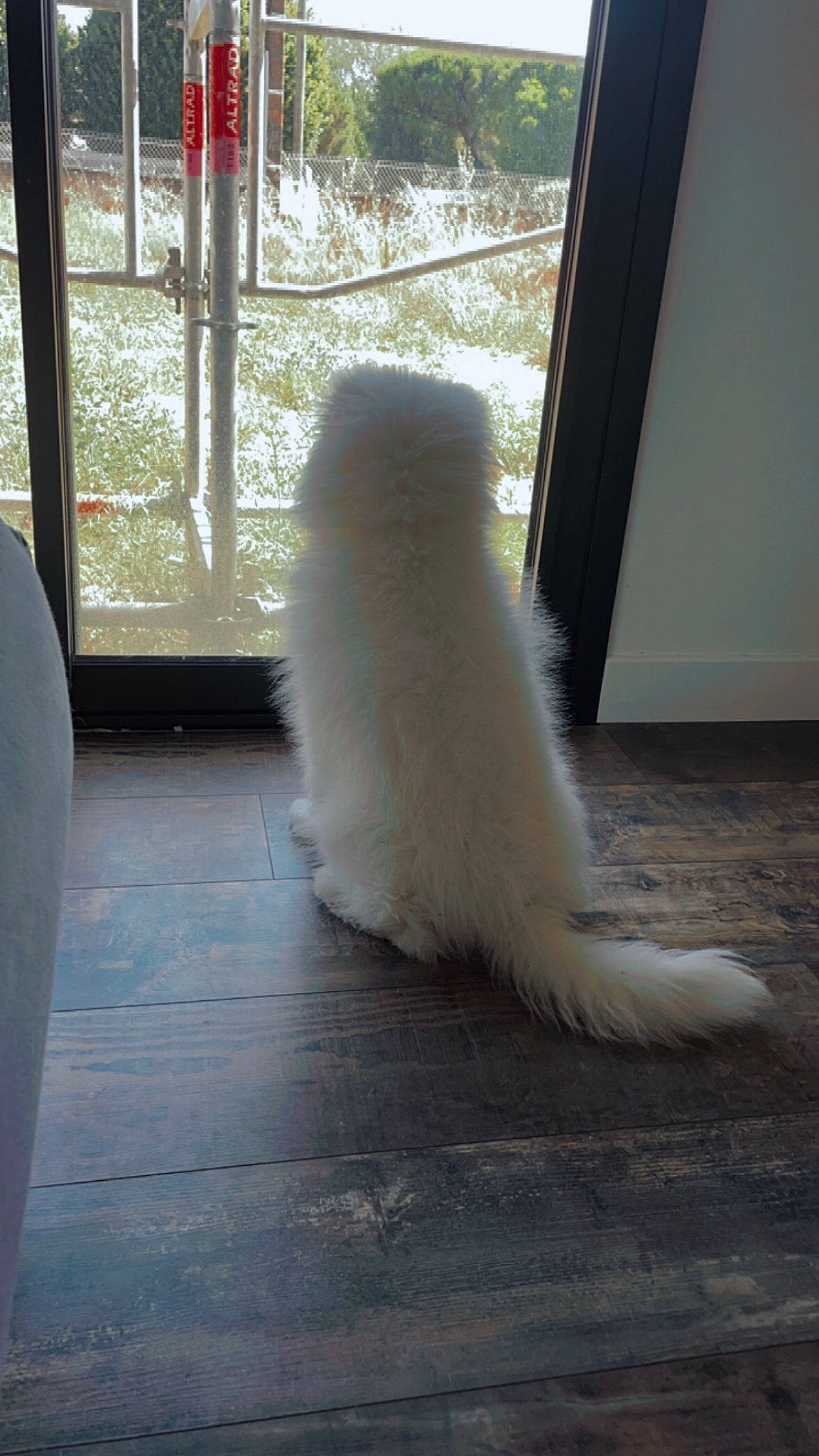 Bella participe au concours pour gagner de l'argent avec cette photo : canidae, carnivore, cat, claw, companion_dog, dog_breed, fawn, felidae, floor, flooring, fur, hardwood, paw, small_to_medium_sized_cats, snout, spitz, sporting_group, tail, whiskers, wood