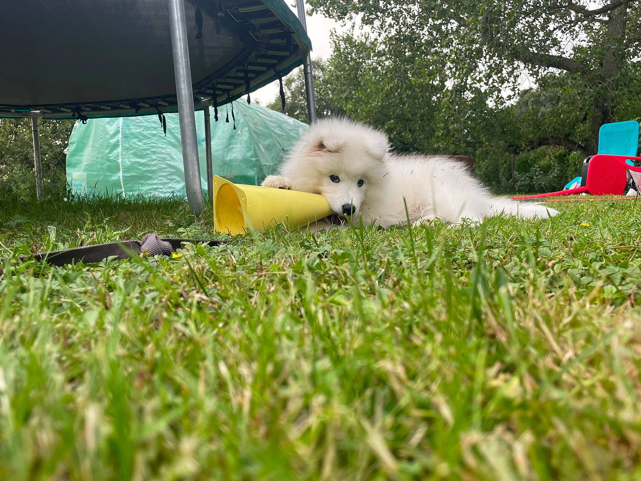 Bella participe au concours pour gagner de l'argent avec cette photo : canidae, carnivore, chair, companion_dog, dog, dog_breed, fun, grass, grass_family, grassland, lawn, leisure, pasture, plant, recreation, spitz, sporting_group, tail, toy_dog, tree