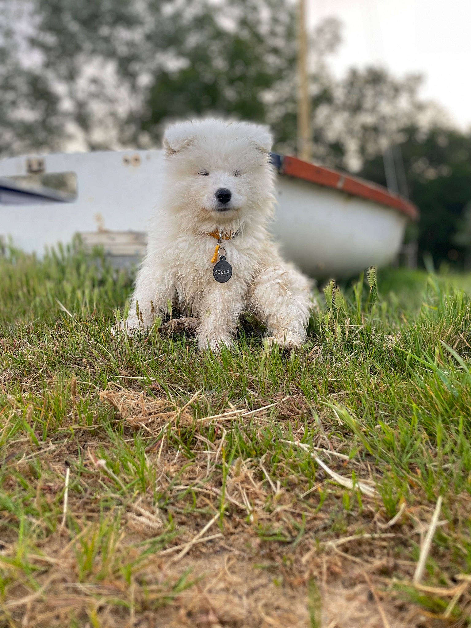 Bella participe au concours pour gagner de l'argent avec cette photo : canidae, carnivore, companion_dog, dog, dog_breed, fur, grass, non_sporting_group, plant, puppy, sky, small_terrier, snout, soil, sporting_group, sports_equipment, tail, terrier, toy_dog, tree