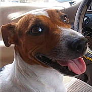 Rip is registered to the contest to win money with this photo: dog, pet, car_interior, tongue_out, happy, brown_and_white, close_up, seat, window, dashboard, canine, animal, smiling, domestic_animal, portrait, ears, fur, sitting, companion, vehicle