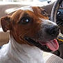 dog, pet, car_interior, tongue_out, happy, brown_and_white, close_up, seat, window, dashboard, canine, animal, smiling, domestic_animal, portrait, ears, fur, sitting, companion, vehicle