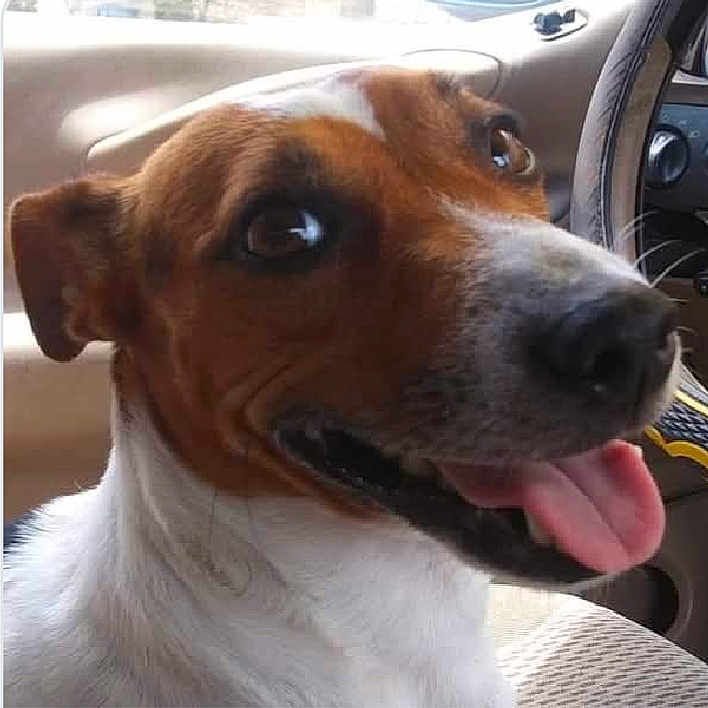 Rip is registered to the contest to win money with this photo: animal, brown_and_white, canine, car_interior, close_up, companion, dashboard, dog, domestic_animal, ears, fur, happy, pet, portrait, seat, sitting, smiling, tongue_out, vehicle, window