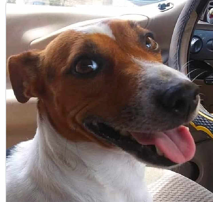 Rip is registered to the contest to win money with this photo: dog, pet, car_interior, tongue_out, happy, brown_and_white, close_up, seat, window, dashboard, canine, animal, smiling, domestic_animal, portrait, ears, fur, sitting, companion, vehicle