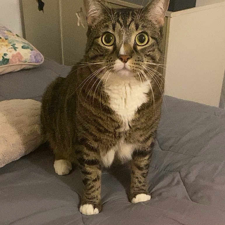 Sheru participe au concours pour gagner de l'argent avec cette photo : animal, architecture, bed, bedroom, box, cat, couch, creditcard, cushion, face, furniture, head, homedecor, indoors, person, pet, photography, portrait, room, text