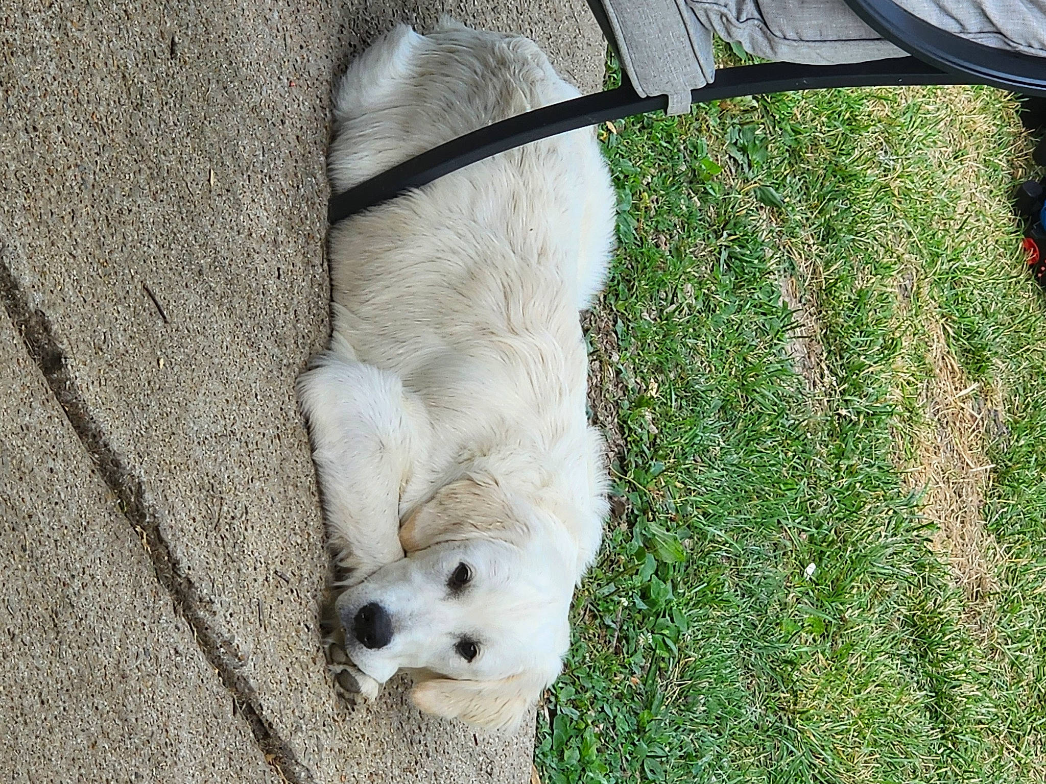 Parker is registered to the contest to win money with this photo: canidae, carnivore, companion_dog, dog, dog_breed, fawn, flooring, fur, grass, livestock_guardian_dog, paw, polish_tatra_sheepdog, puppy, retriever, snout, sporting_group, tail, terrestrial_animal, whiskers, working_animal