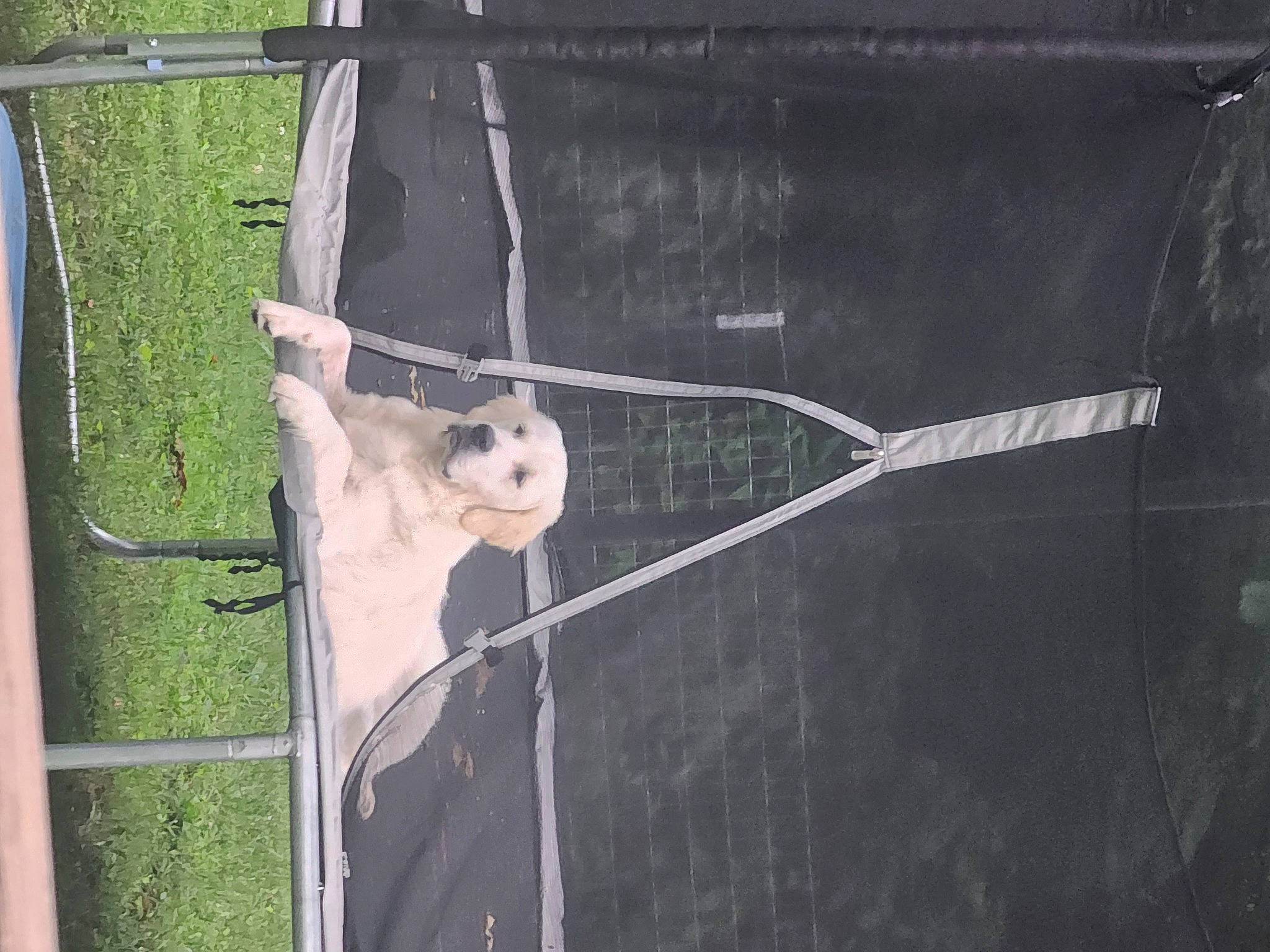 Parker joined the competition — help win amazing prizes! animal_shelter, barn_owl, beak, bird, bird_of_prey, cage, chain_link_fencing, fawn, glass, mesh, metal, net, owl, snout, tail, terrestrial_animal, tree, whiskers, wire_fencing, wood