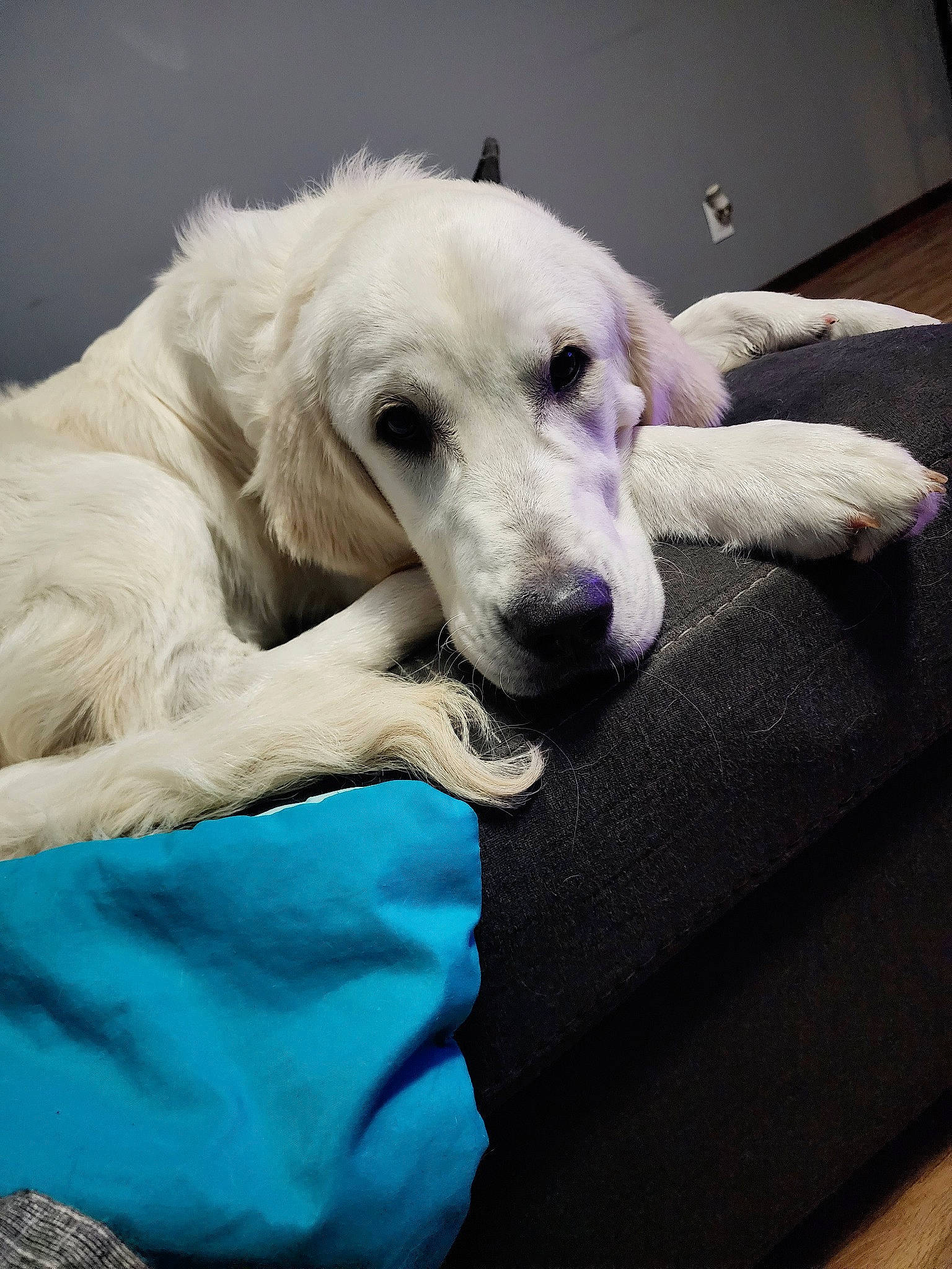 Parker is registered to the contest to win money with this photo: borzoi, canidae, carnivore, comfort, companion_dog, dog, dog_breed, dog_supply, fur, hound, saluki, sighthound, sporting_group, working_animal