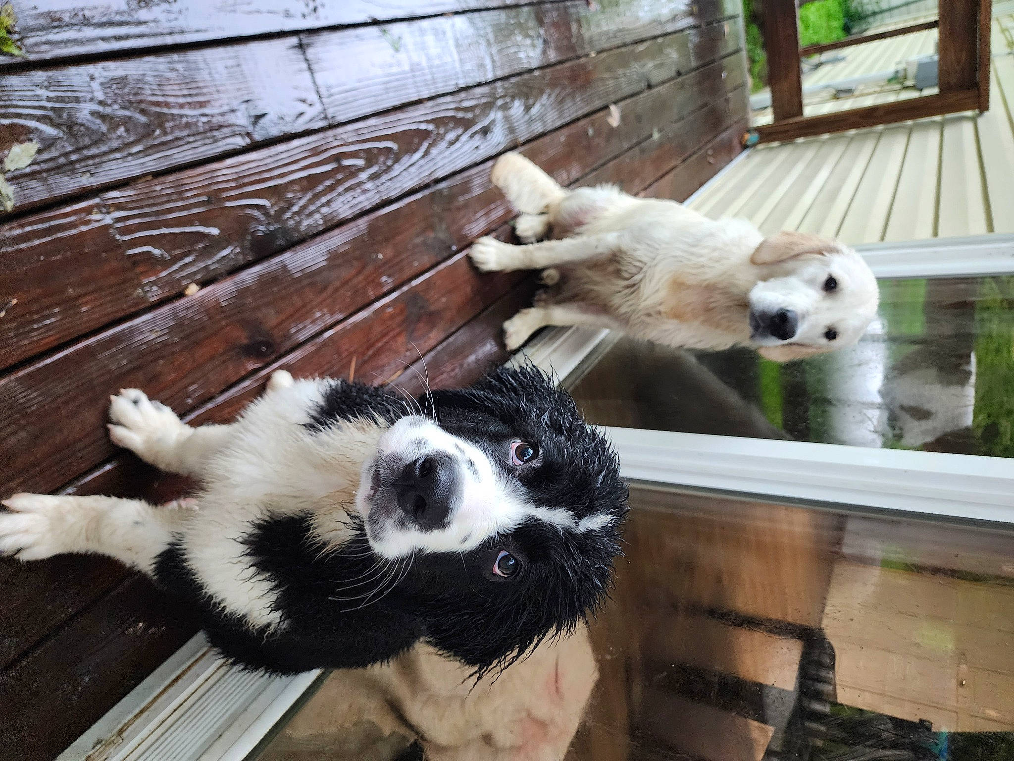 Piper joined the competition — help win amazing prizes! bear, canidae, carnivore, claw, companion_dog, dog, dog_breed, fur, natural_material, panda, plant, recreation, snout, sporting_group, tail, terrestrial_animal, wood, working_animal