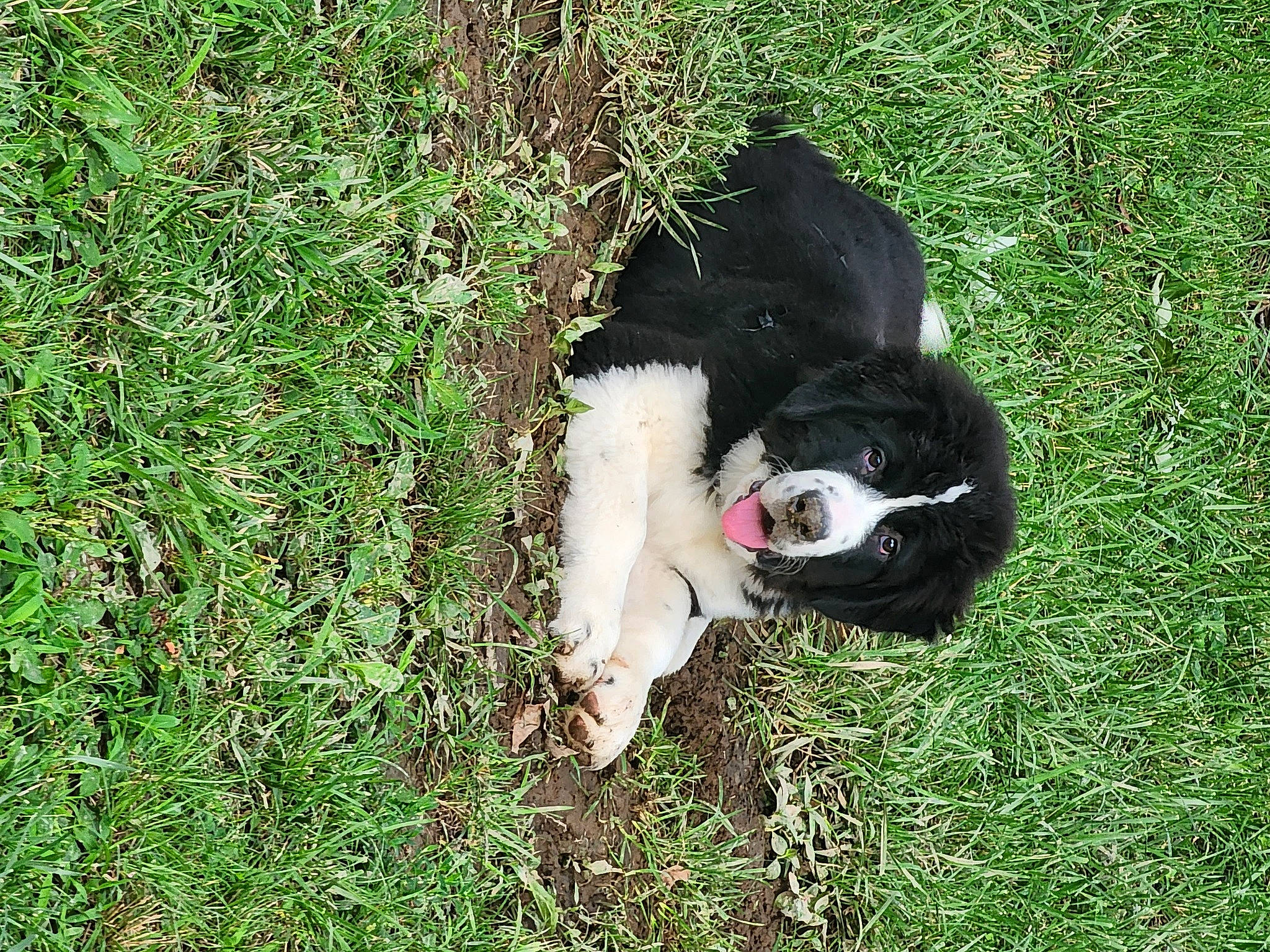 Piper is registered to the contest to win money with this photo: canidae, carmine, carnivore, companion_dog, dog_breed, fur, grass, grass_family, grassland, groundcover, herbaceous_plant, non_sporting_group, pasture, people_in_nature, plant, sporting_group, tail, terrestrial_animal