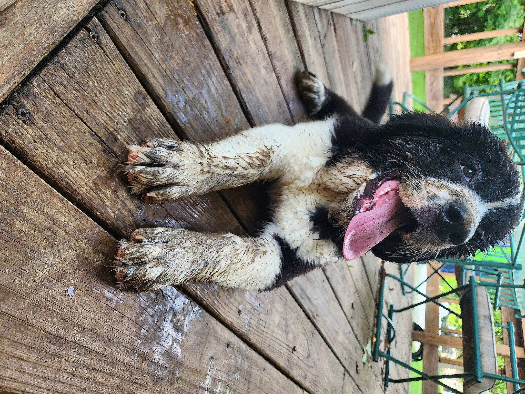 Piper is registered to the contest to win money with this photo: canidae, carnivore, collar, companion_dog, dog, dog_breed, fence, foot, fur, hardwood, paw, plant, snout, sporting_group, tail, terrestrial_animal, wood, working_animal