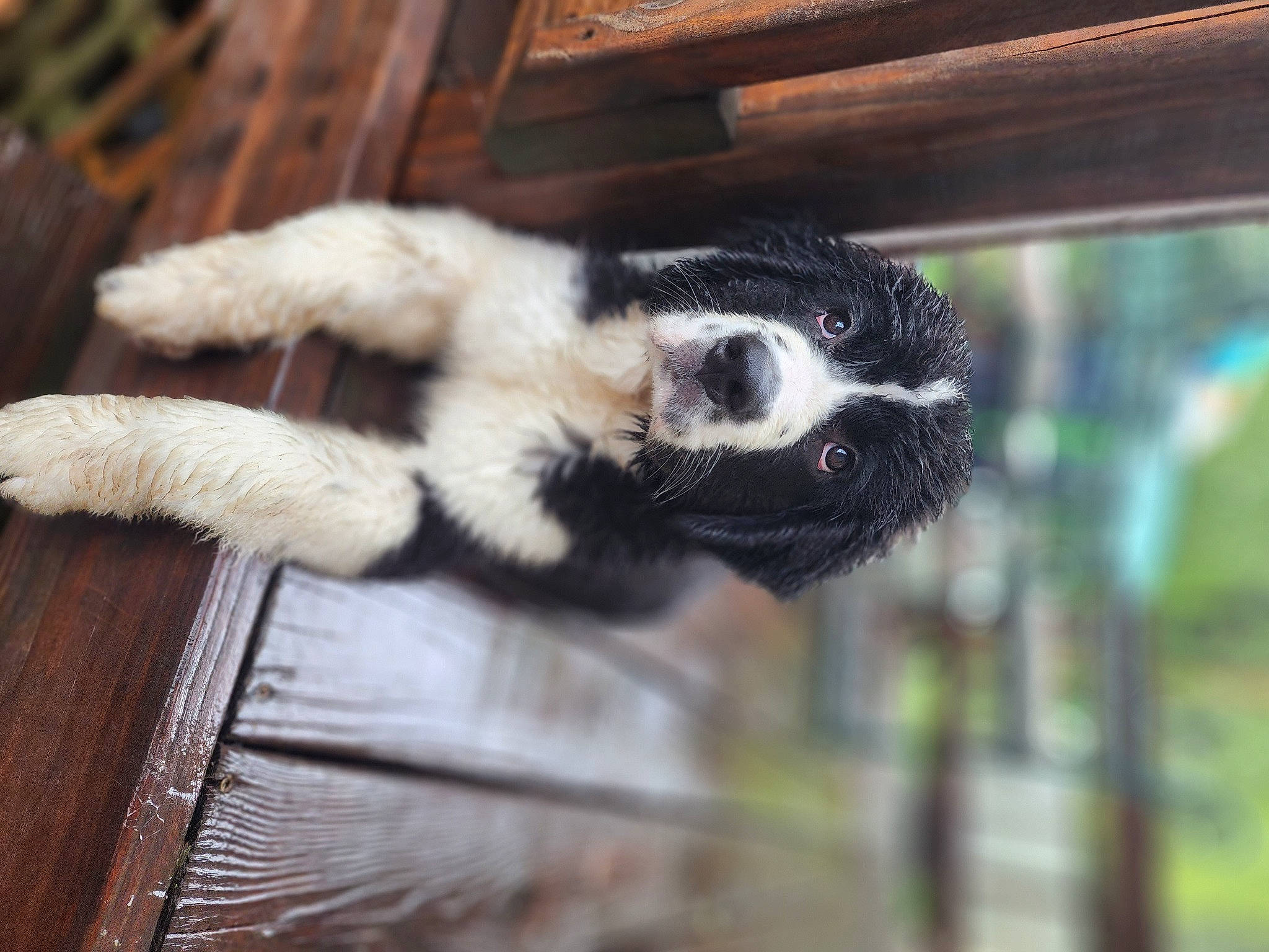 Piper is registered to the contest to win money with this photo: claw, fur, indri, lemur, primate, snout, tail, terrestrial_animal, wildlife