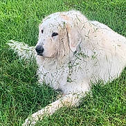 Seb participe au concours pour gagner de l'argent avec cette photo : animal, canine, closeup, dog, field, fur, grass, greenery, laying_down, leaf, mammal, nature, outdoor, peaceful, pet, relaxed, resting, side_view, summer, white_dog