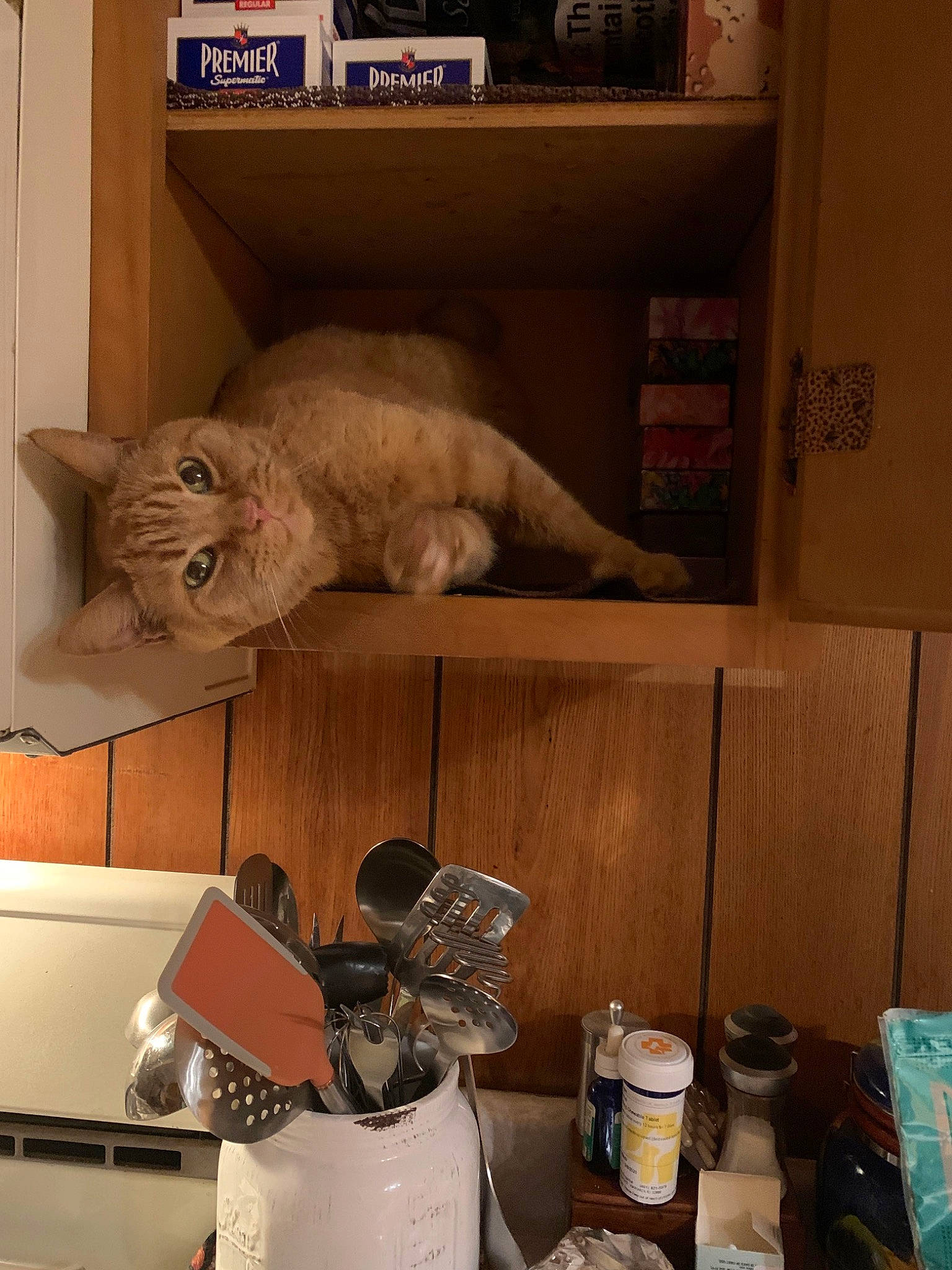 Frobit is registered to the contest to win money with this photo: asian, burmilla, carnivore, cat, domestic_short_haired_cat, european_shorthair, felidae, refrigerator, small_to_medium_sized_cats, whiskers