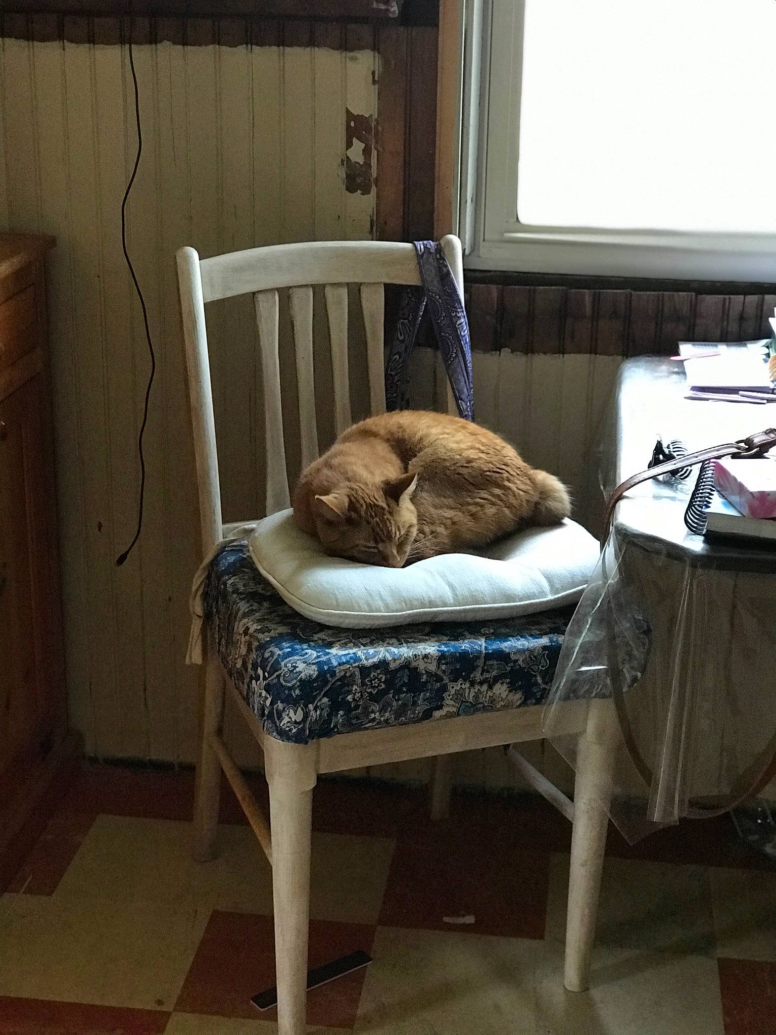 Frobit joined the competition — help win amazing prizes! bedroom, carnivore, cat, chair, comfort, felidae, floor, fur, furniture, home, house, interior_design, room, small_to_medium_sized_cats, table, wood