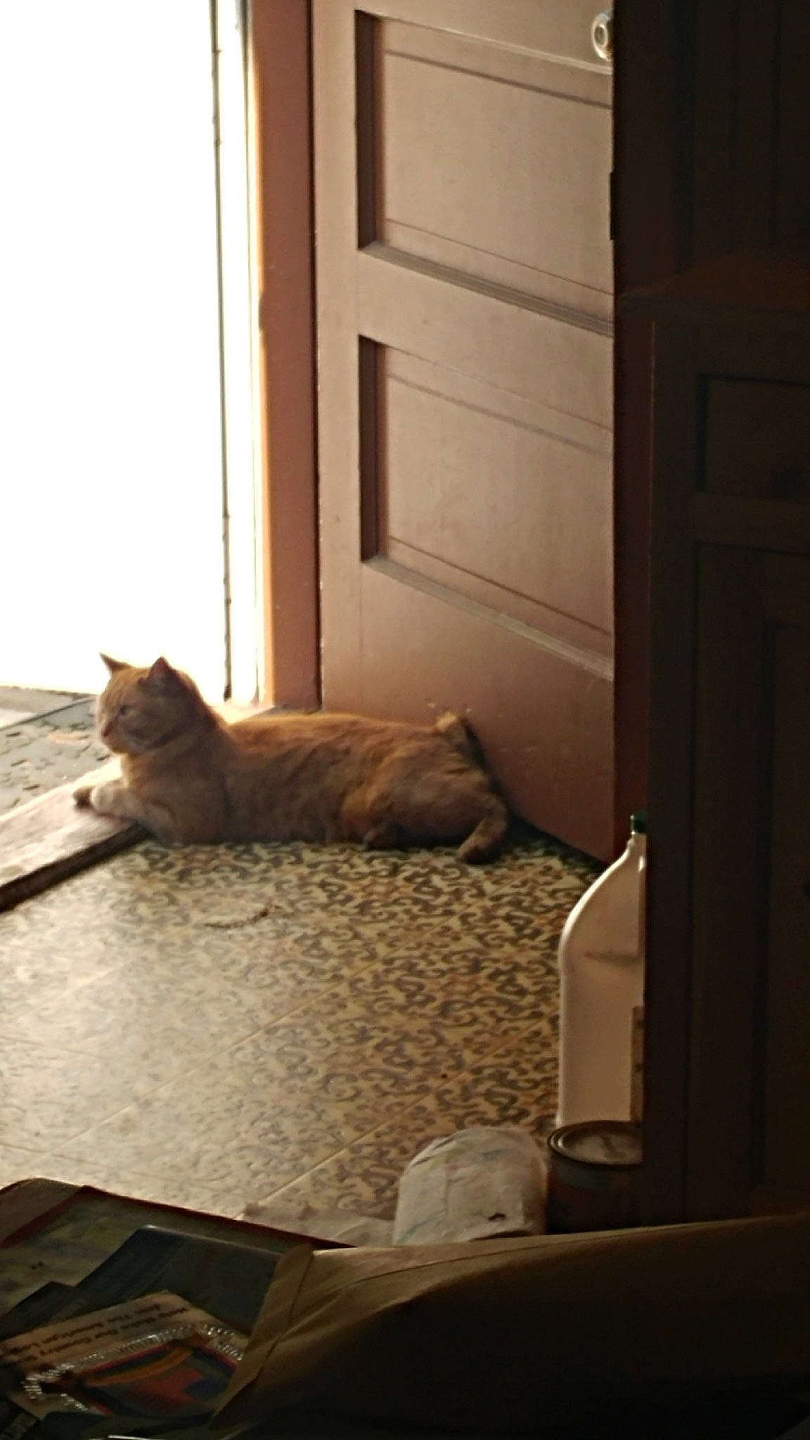 Frobit joined the competition — help win amazing prizes! carnivore, cat, domestic_short_haired_cat, door, european_shorthair, felidae, floor, fur, furniture, house, kitten, room, small_to_medium_sized_cats, tabby_cat, tail, whiskers, window, wood