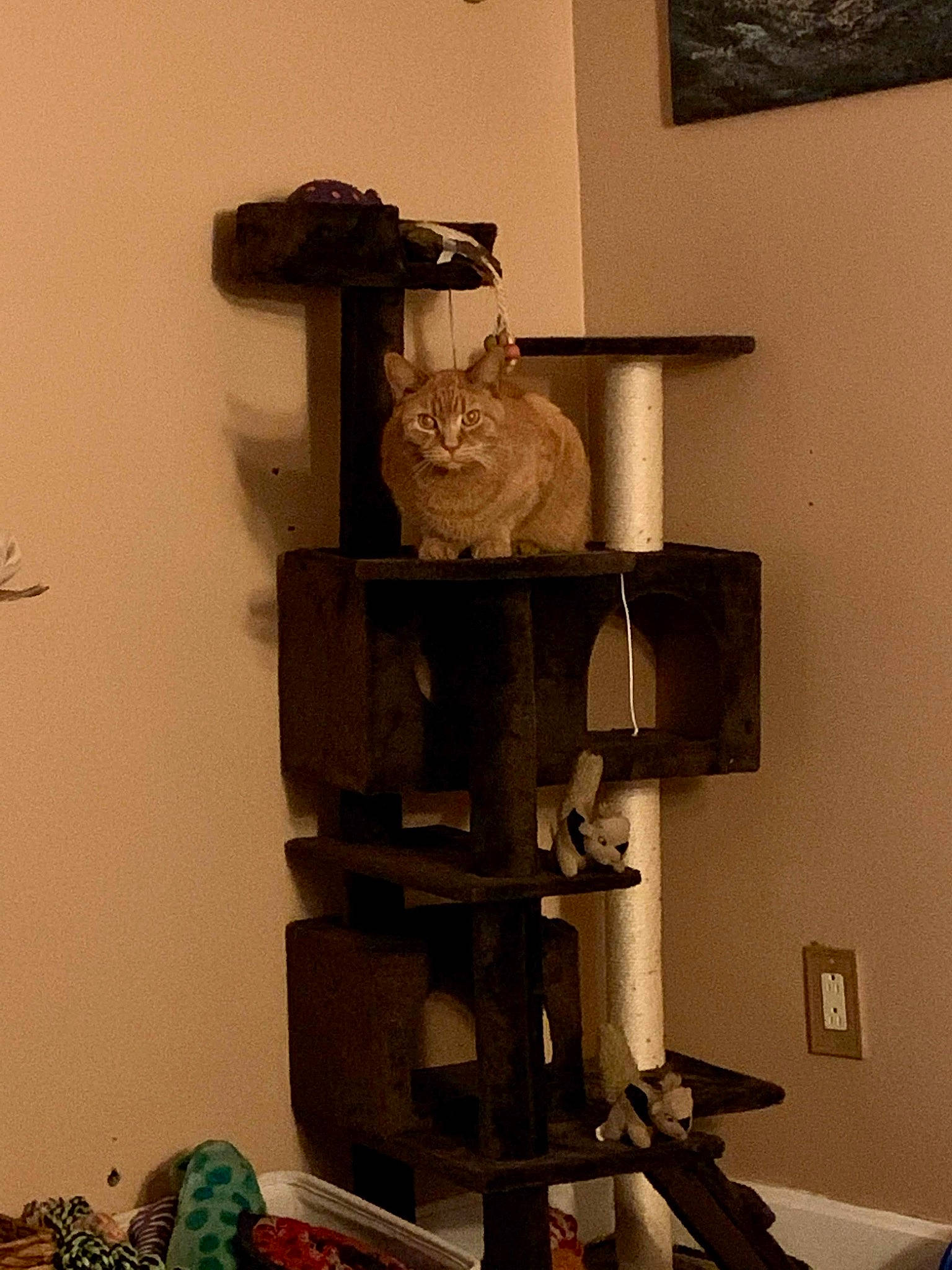 Frobit is registered to the contest to win money with this photo: cat, felidae, furniture, house, room, sculpture, shelf, small_to_medium_sized_cats