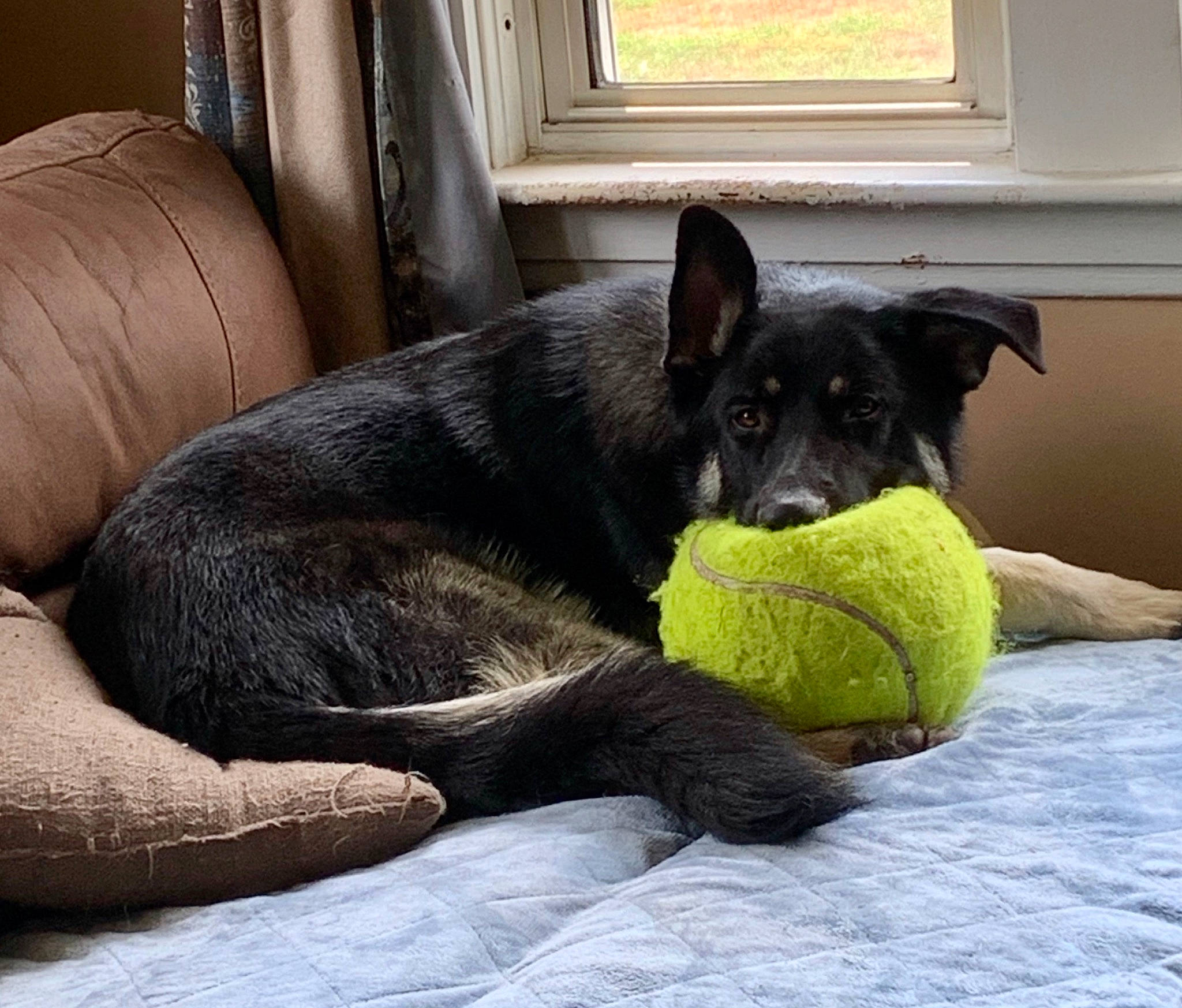 Bear joined the competition — help win amazing prizes! canidae, carnivore, comfort, companion_dog, dog, dog_breed, furniture, mammal, puppy, sporting_group, tennis_ball, vertebrate