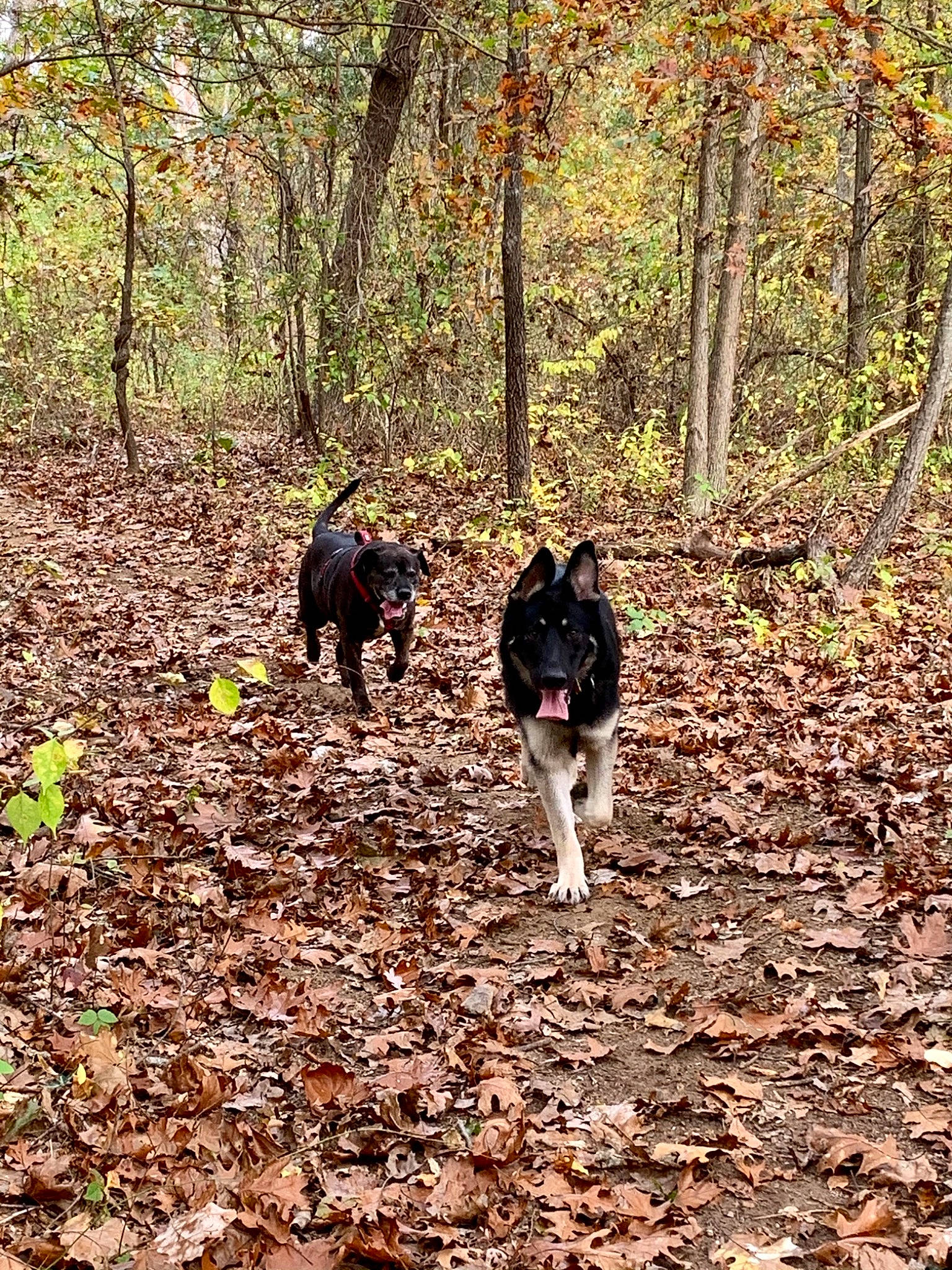 Bear joined the competition — help win amazing prizes! adventure, border_collie, canidae, carnivore, dog, dog_breed, east_siberian_laika, forest, hunting_dog, karelian_bear_dog, laika, soil, sporting_group, trail, tree, walking, woodland, working_dog