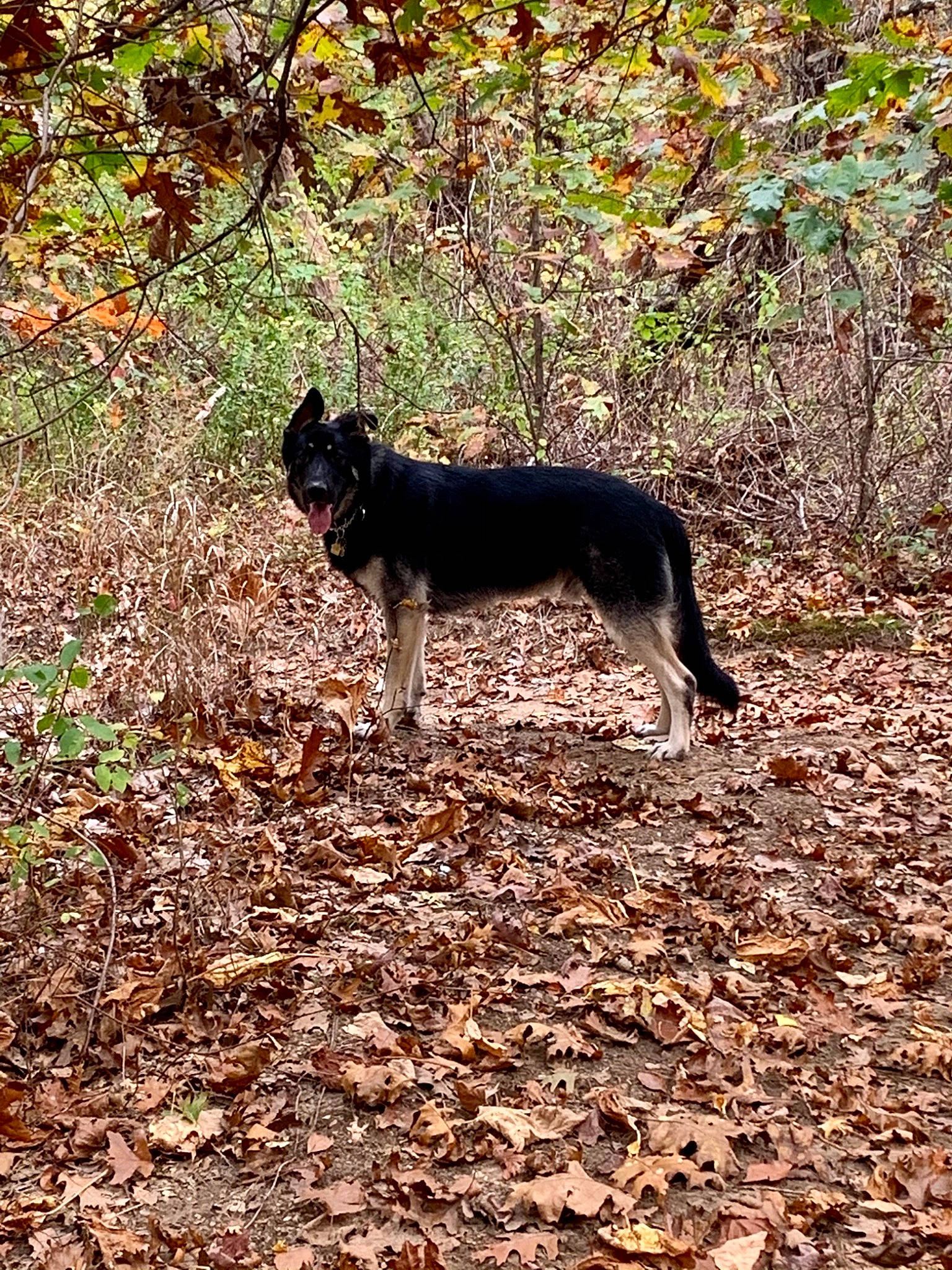 Bear joined the competition — help win amazing prizes! canidae, carnivore, dog, dog_breed, east_european_shepherd, mammal, tail, tree, vertebrate