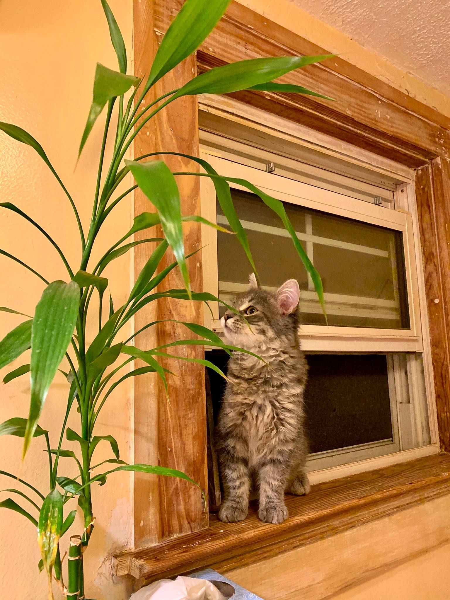 Storm joined the competition — help win amazing prizes! carnivore, cat, domestic_short_haired_cat, dragon_li, european_shorthair, fawn, felidae, flower, house, houseplant, plant, small_to_medium_sized_cats, tabby_cat, whiskers, window