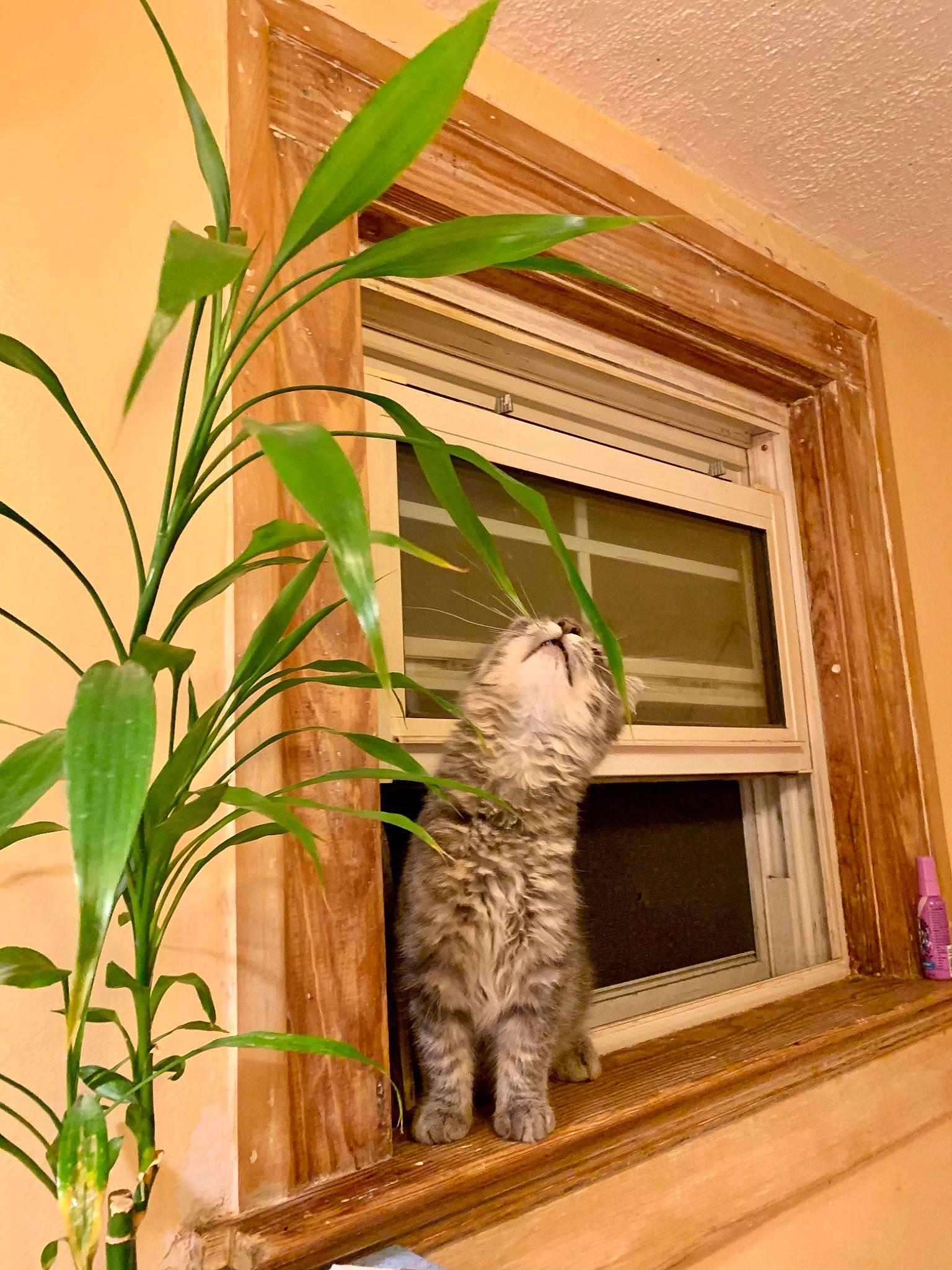 Storm is registered to the contest to win money with this photo: cat, european_shorthair, felidae, houseplant, plant, small_to_medium_sized_cats, whiskers, window