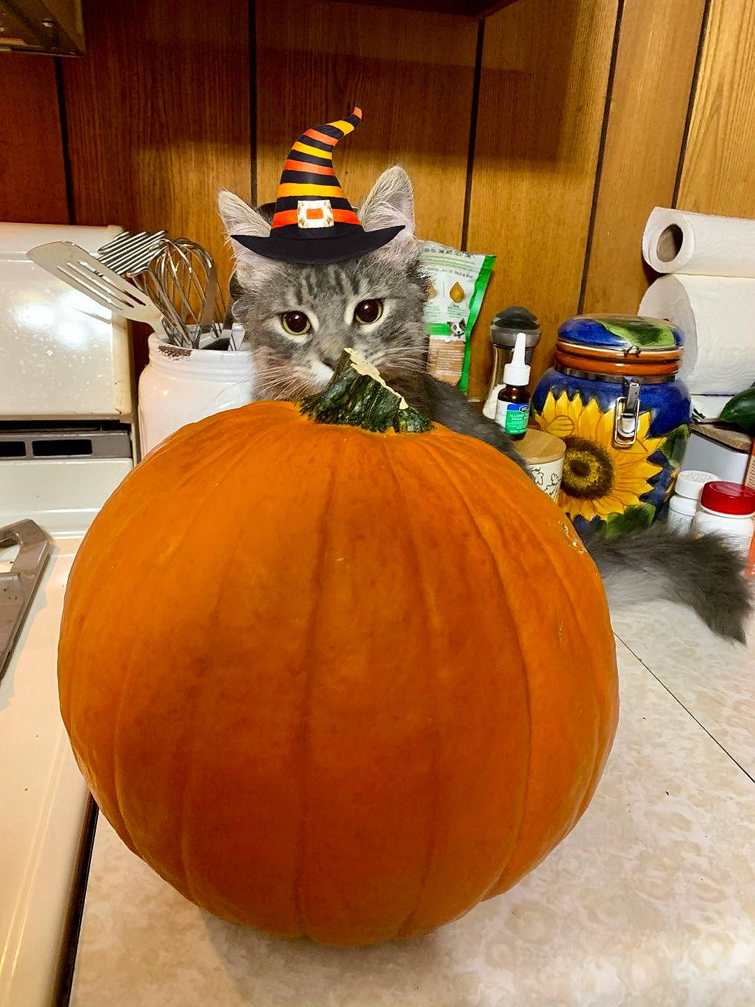 Storm joined the competition — help win amazing prizes! _and_melon_family, _gourd, art, calabaza, carving, cat, cucumber, cucurbita, felidae, food, fruit, gourd, jack_o_lantern, orange, plant, produce, pumpkin, small_to_medium_sized_cats, thanksgiving, vegetable