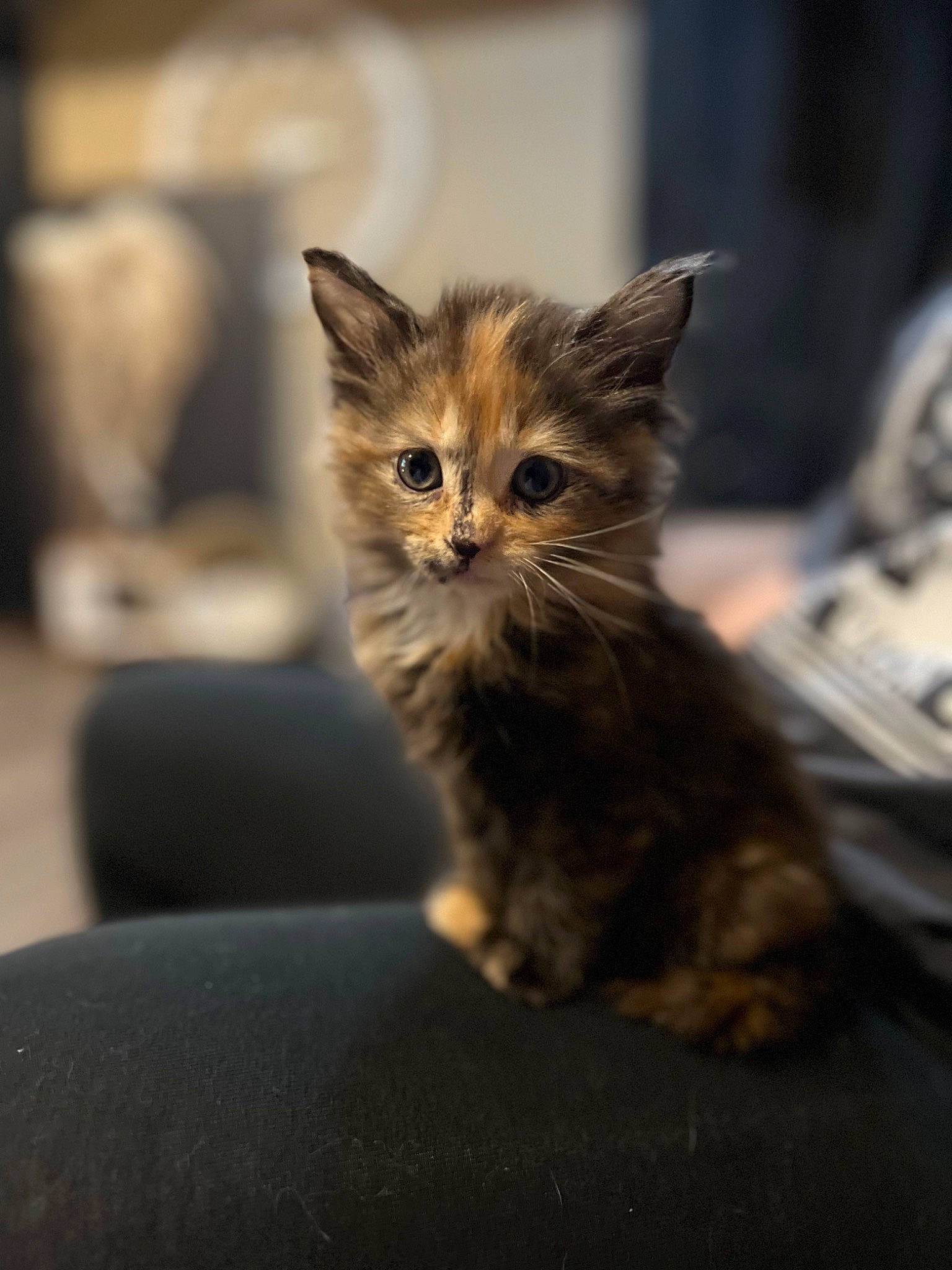 Kallie joined the competition — help win amazing prizes! carnivore, cat, claw, domestic_short_haired_cat, fawn, felidae, fur, maine_coon, paw, sitting, small_to_medium_sized_cats, snout, terrestrial_animal, whiskers, wildlife