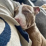 Roman Rains joined the competition — help win amazing prizes! blanket, closeup, comfort, cozy, cute, dog, domestic_animal, fur, indoor, knitted, nose, peaceful, pet, puppy, relaxation, resting, sleeping, snuggled, soft, young_dog