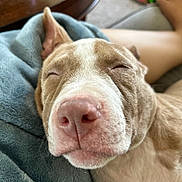 Roman Rains joined the competition — help win amazing prizes! animal, blanket, canine, close_up, comfort, companion, cozy, dog, ear, fur, home, human_leg, indoors, nap, nose, pet, relaxed, resting, sleeping, snout