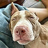 animal, blanket, canine, close_up, comfort, companion, cozy, dog, ear, fur, home, human_leg, indoors, nap, nose, pet, relaxed, resting, sleeping, snout