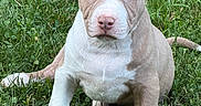 Roman Rains is registered to the contest to win money with this photo: adorable, alert, animal, brown, canine, cute, dog, ears, friendly, fur, grass, mammal, nature, outdoor, pet, portrait, puppy, sitting, white, young