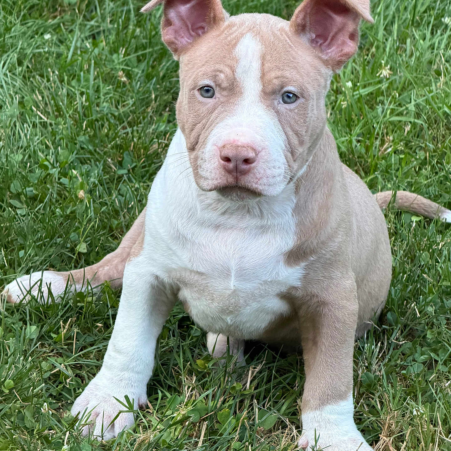 Roman Rains is registered to the contest to win money with this photo: adorable, alert, animal, brown, canine, cute, dog, ears, friendly, fur, grass, mammal, nature, outdoor, pet, portrait, puppy, sitting, white, young