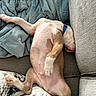 Roman Rains joined the competition — help win amazing prizes! animal, blanket, blue_collar, canine, comfort, couch, cozy, cute, dog, fur, home, indoor, laying_down, paw, pet, puppy, relaxed, resting, sleeping, soft_texture