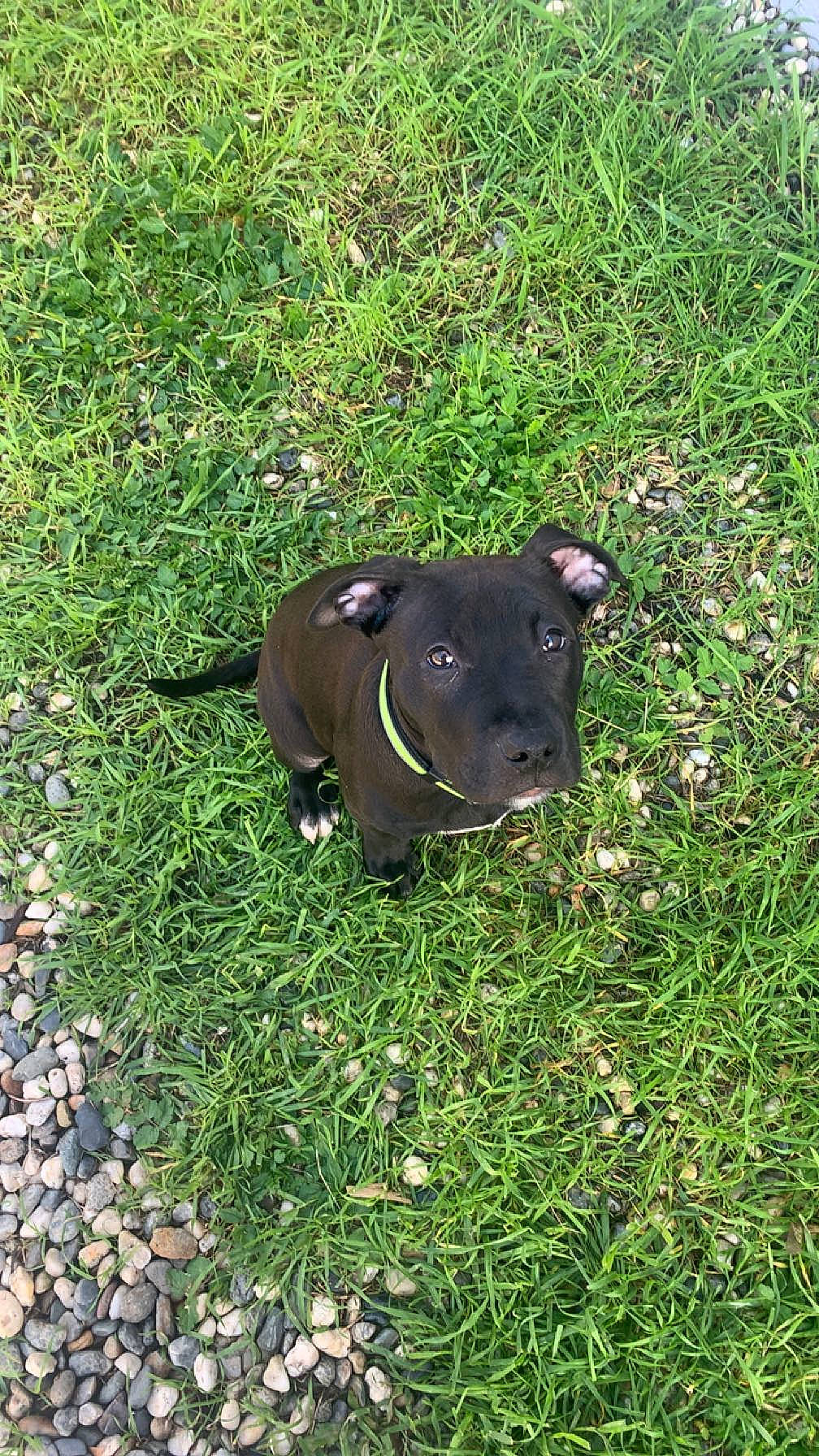 Zuko is registered to the contest to win money with this photo: borador, canidae, carnivore, collar, companion_dog, dog, dog_breed, dog_collar, fawn, grass, groundcover, hunting_dog, liver, non_sporting_group, plant, sporting_group, tail, terrestrial_animal, whiskers, working_animal