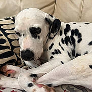 Blanca participe au concours pour gagner de l'argent avec cette photo : dalmatian, dog, pet, animal, spotted, couch, indoor, resting, sleepy, paw, fur, black_and_white, canine, closeup, face, comfort, relaxation, home, cozy, laying