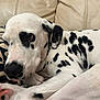 Blanca participe au concours pour gagner de l'argent avec cette photo : dalmatian, dog, pet, resting, couch, beige, leather, pillow, black_and_white, spots, close_up, indoor, animal, sleepy, fur, paw, relaxed, companion, cute, domestic