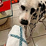 dalmatian, dog, pet, curious, indoor, tile_floor, glass_table, paper_towel, hand, white, black_spots, animal, floor, household, closeup, blurred_background, furniture, domestic, canine, looking