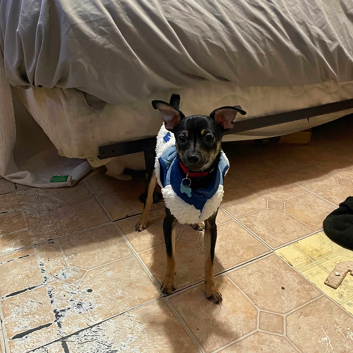Maverick joined the competition — help win amazing prizes! animal, bed, black, blanket, brown, clothing, collar, curious, dog, ears, furniture, indoor, person_partially_visible, pet, shadow, small_dog, standing, tag, tile_floor, white