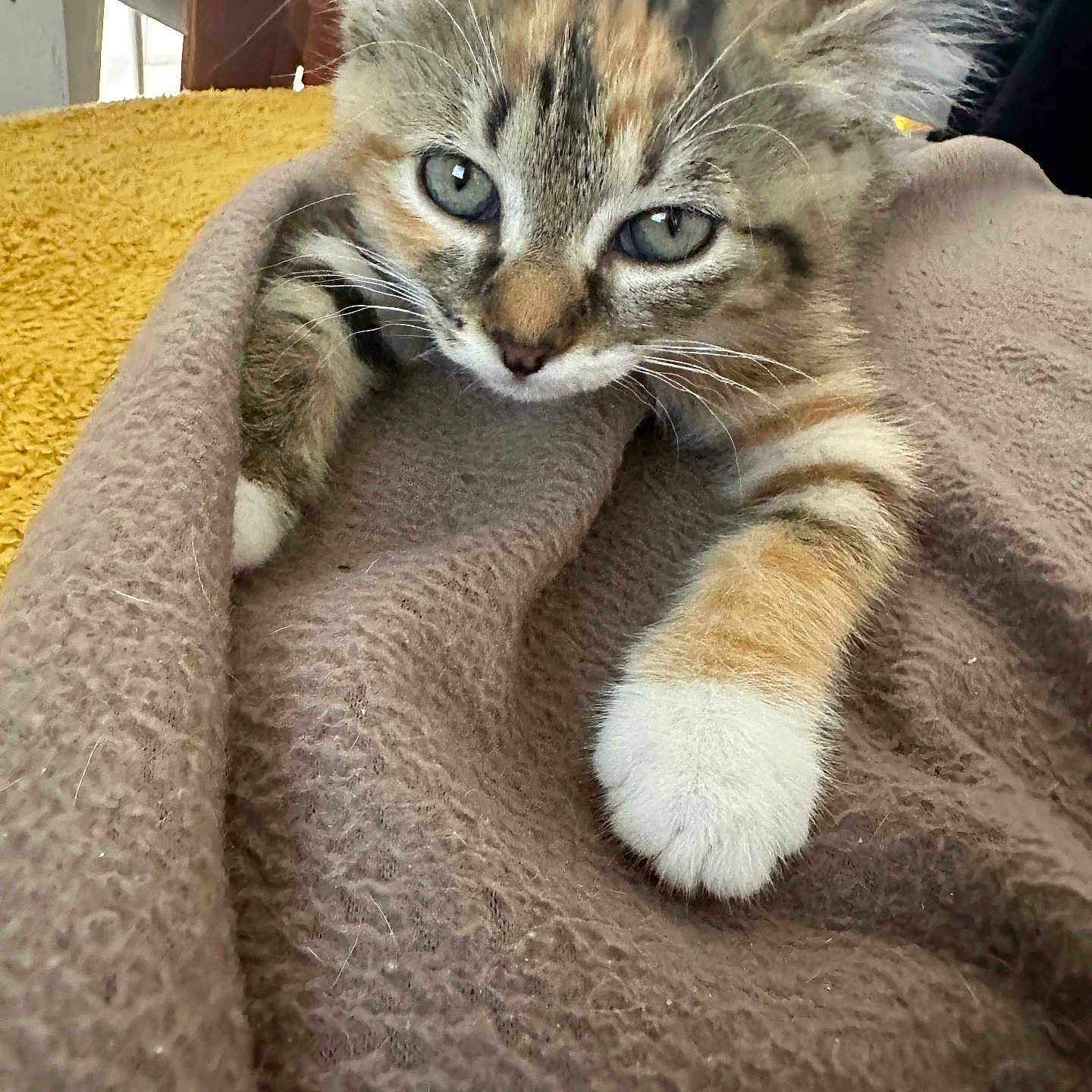 Winky participe au concours pour gagner de l'argent avec cette photo : abyssinian, animal, blanket, cat, couch, face, furniture, head, homedecor, indoors, kitten, linen, manx, person, pet, photography, portrait, quilt, sleeping, towel