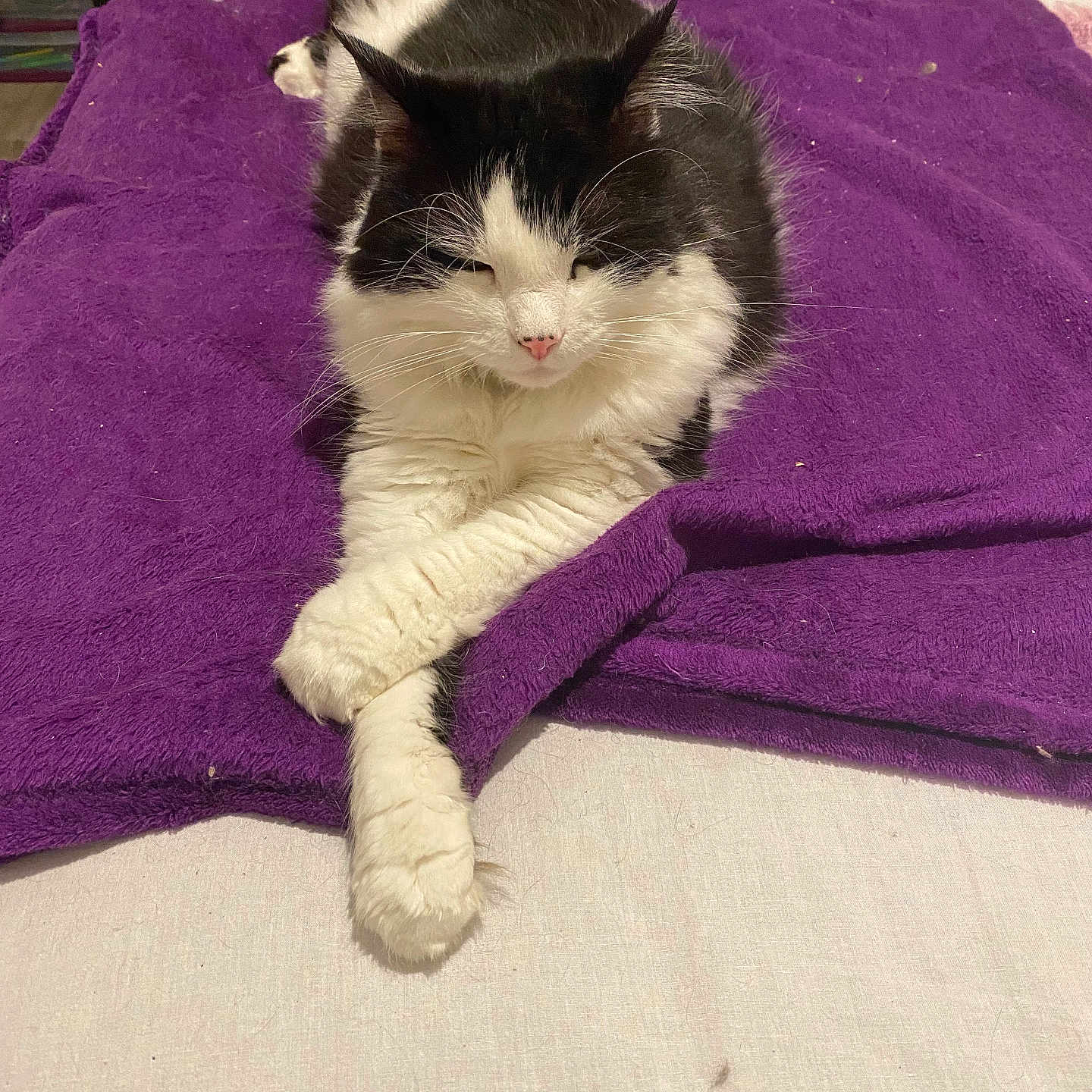 Roméo a rejoint le concours — aidez-le/la à gagner de superbes lots ! abyssinian, animal, applique, blanket, cat, couch, cushion, furniture, homedecor, kitten, linen, manx, pattern, person, pet, purple, quilt, sleeping, towel, velvet