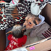 Bailey joined the competition — help win amazing prizes! animal, blanket, car_interior, cardboard_box, clothing, companion, cozy, cute, dog, fur, hoodie, indoor, love, patterned_blanket, pet, puppy, red_shirt, resting, small_dog, snuggle