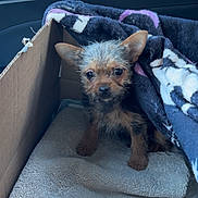 Bailey joined the competition — help win amazing prizes! puppy, dog, cardboard_box, blanket, towel, car_interior, door_handle, window, small_dog, fur, ears, eyes, pet, cozy, indoor, cute, animal, brown, black, texture