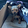 puppy, dog, cardboard_box, blanket, towel, car_interior, door_handle, window, small_dog, fur, ears, eyes, pet, cozy, indoor, cute, animal, brown, black, texture