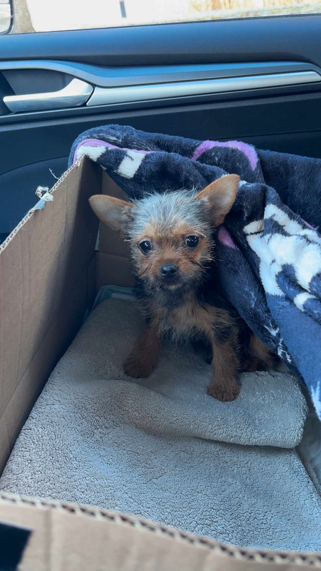 Bailey joined the competition — help win amazing prizes! puppy, dog, cardboard_box, blanket, towel, car_interior, door_handle, window, small_dog, fur, ears, eyes, pet, cozy, indoor, cute, animal, brown, black, texture