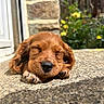 Bora a rejoint le concours — aidez-le/la à gagner de superbes lots ! puppy, dog, sleeping, brown_fur, outdoor, sunlight, stone_surface, close_up, young_dog, peaceful, nature, garden, flower, paw, nose, adorable, pet, animal, relaxation, serene