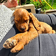 Bora participe au concours pour gagner de l'argent avec cette photo : puppy, dog, sleeping, pet, outdoor, sunlight, lap, person, hand, phone, greenery, plant, relaxing, cozy, fur, animal, cute, resting, summer, casual