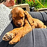 puppy, dog, sleeping, pet, outdoor, sunlight, lap, person, hand, phone, greenery, plant, relaxing, cozy, fur, animal, cute, resting, summer, casual