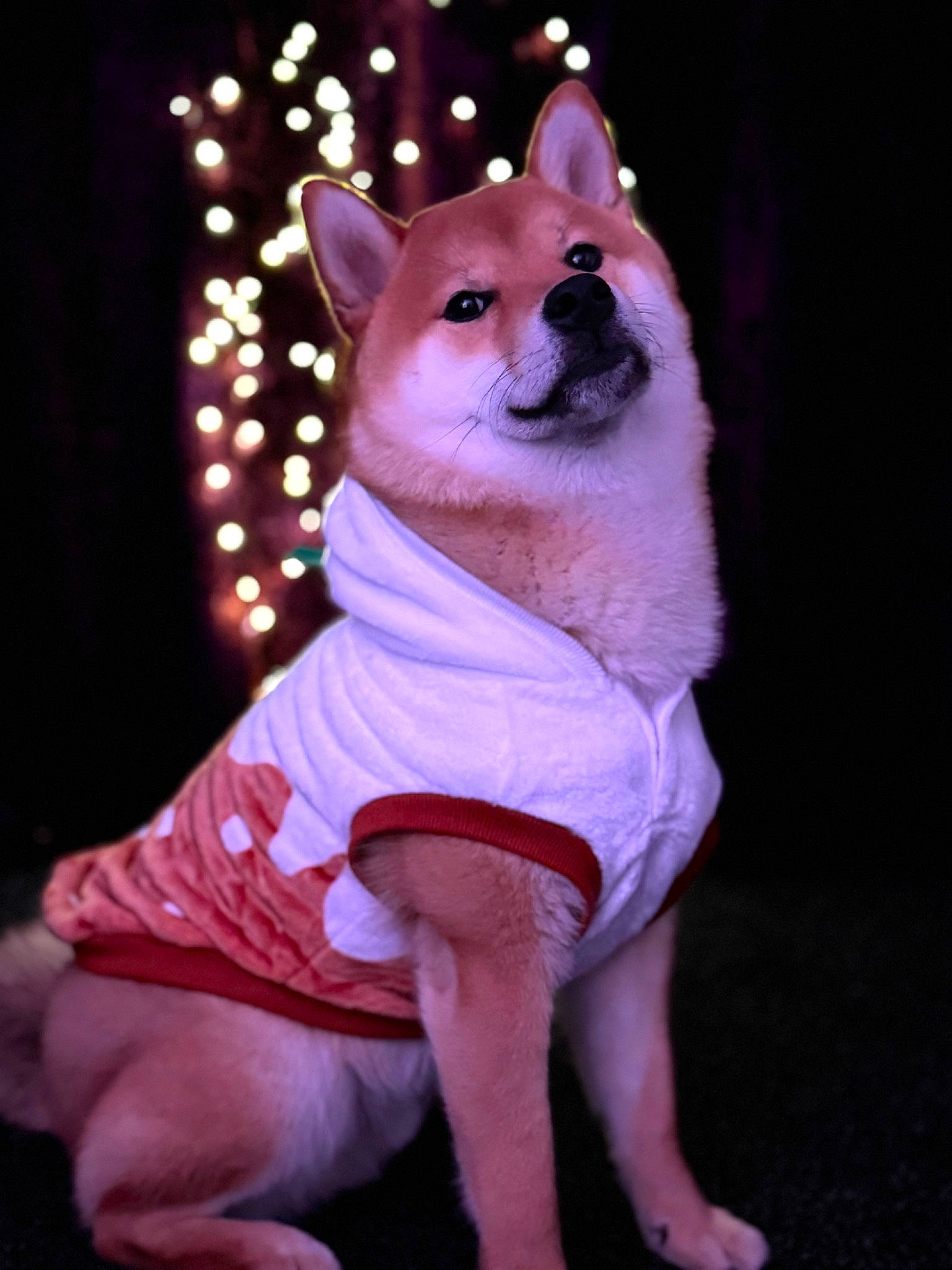 Ponchik joined the competition — help win amazing prizes! canidae, carnivore, companion_dog, dog, dog_breed, dog_supply, entertainment, event, fawn, felidae, fur, magenta, pink, snout, spitz, tail, terrestrial_animal, toy_dog, whiskers, working_animal