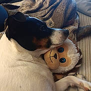 Lettie Blaze is registered to the contest to win money with this photo: dog, stuffed_toy, blanket, bed, resting, cozy, indoor, white_fur, black_fur, brown_fur, snuggling, plush, toy, relaxed, side_view, soft_texture, animal, pet, comfort, cuddling